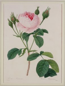 Rosa muscosa (moha rózsa), Victor metszet, a "Legszebb virágok válogatásából", 1827